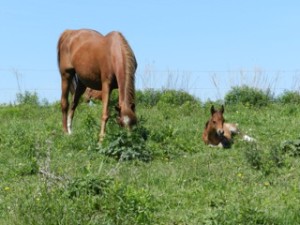 Sonatina's Colt